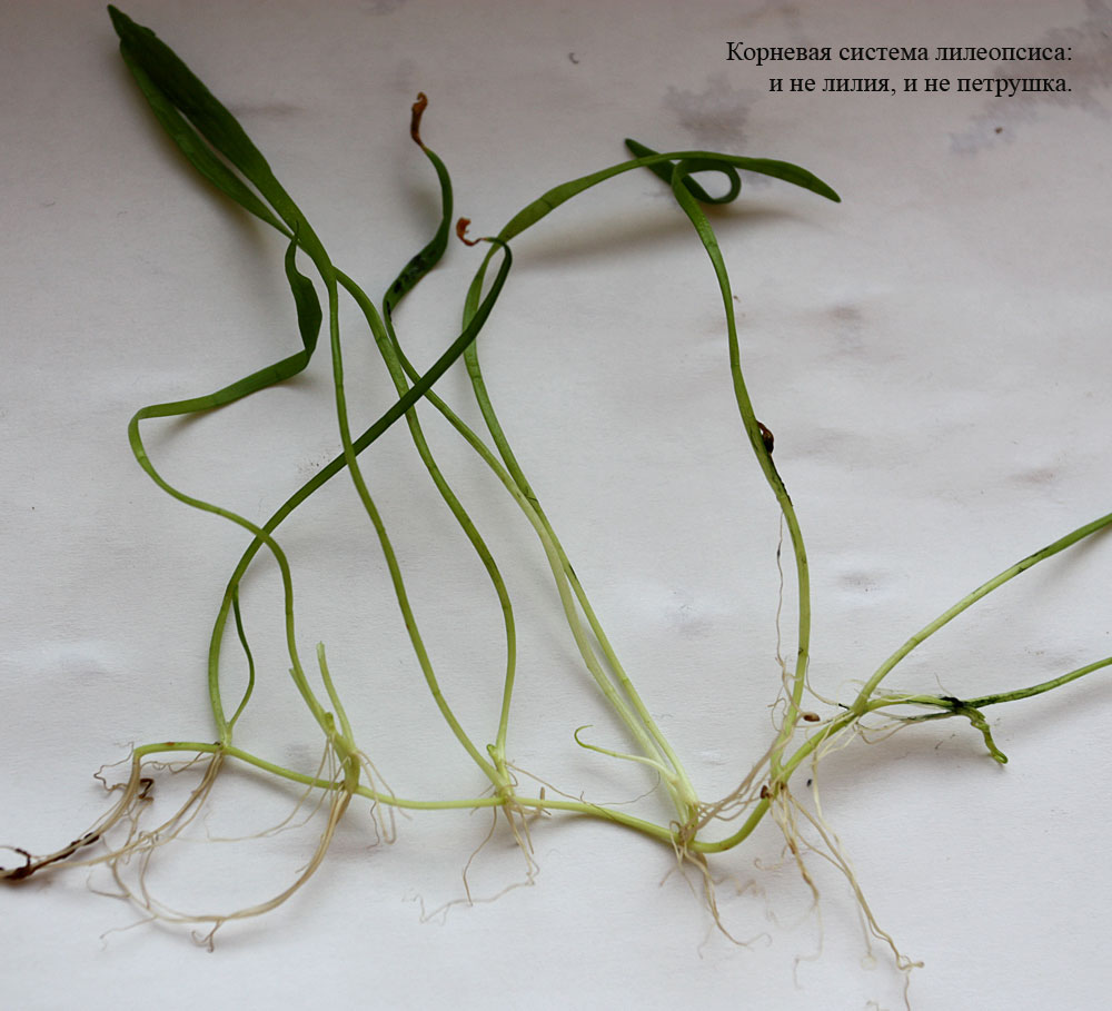 Лилеопсис каролинский (Lilaeopsis_carolinensis). Корневая система