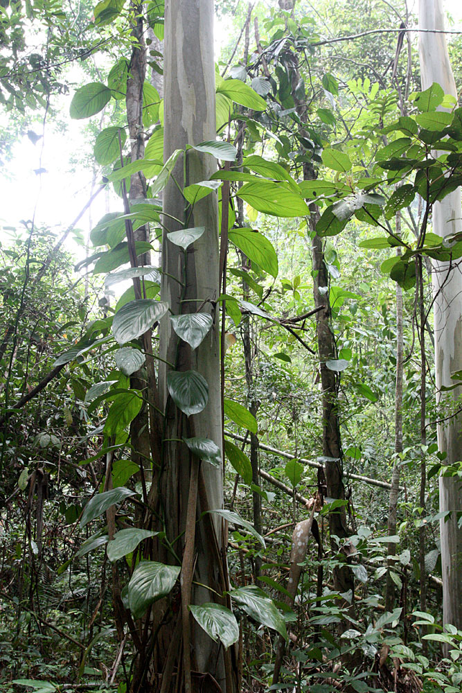 Scindapsus longistipitatus, Bau, Sarawak, Borneo
