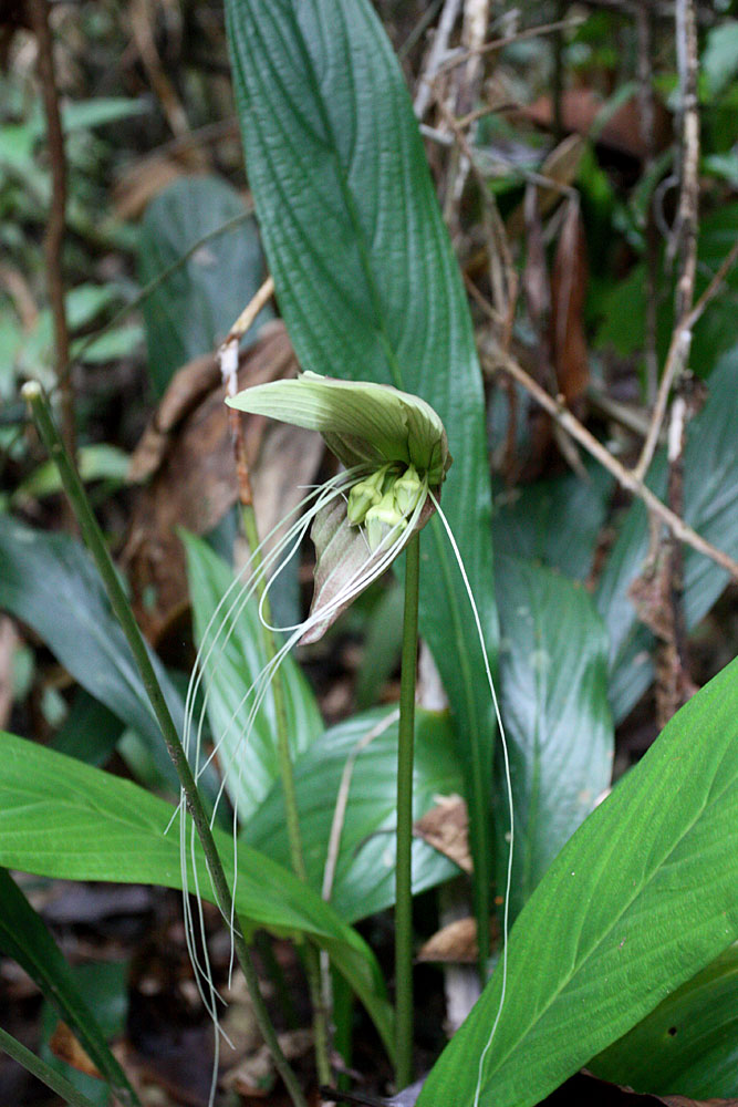 Tacca bibracteata, Bau, Sarawak