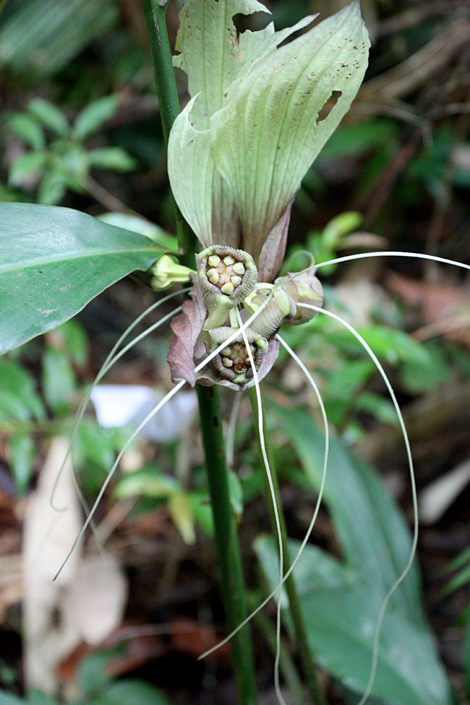 Такка (Tacca bibracteata). Обратите внимание на длинные тычиночные нити