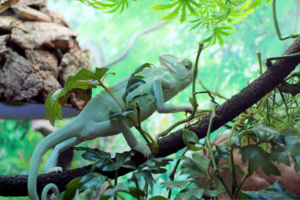 Молодой йеменский хамелеон (Chamaeleo calyptratus)