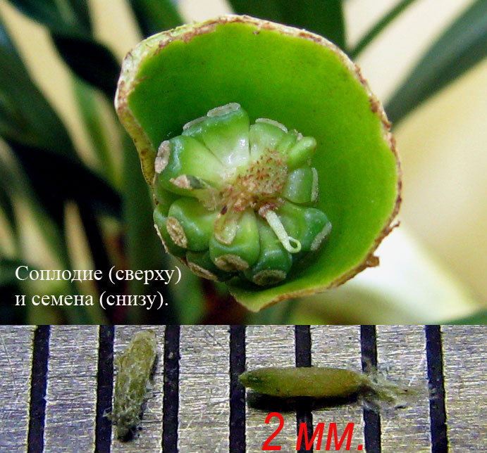 Плод у Aridarum caulescens, а также полученные из него семена
