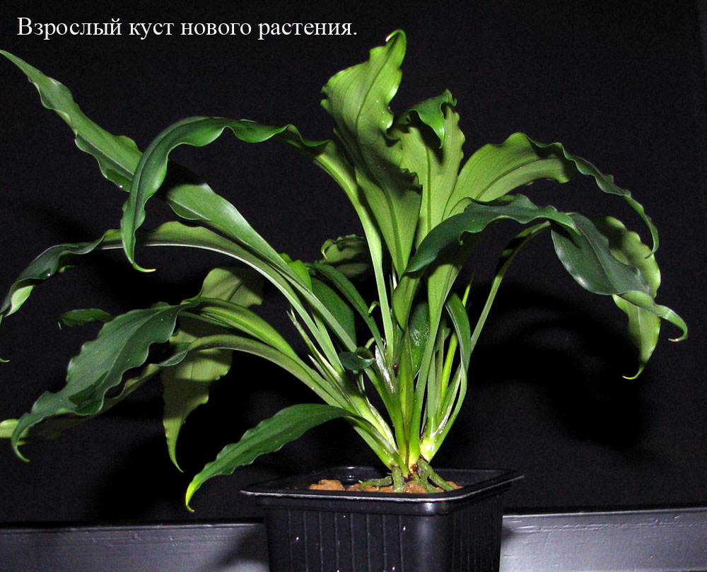 Первый межродовой гибрид семейства Ароидные Aridarum caulescens x Bucephalandra bogneri