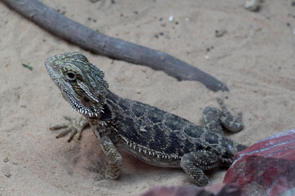 Бородатая агама (Pogona vitticeps)