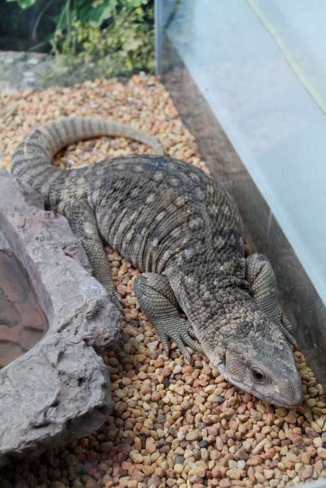 Водяной варан (Varanus salvator)