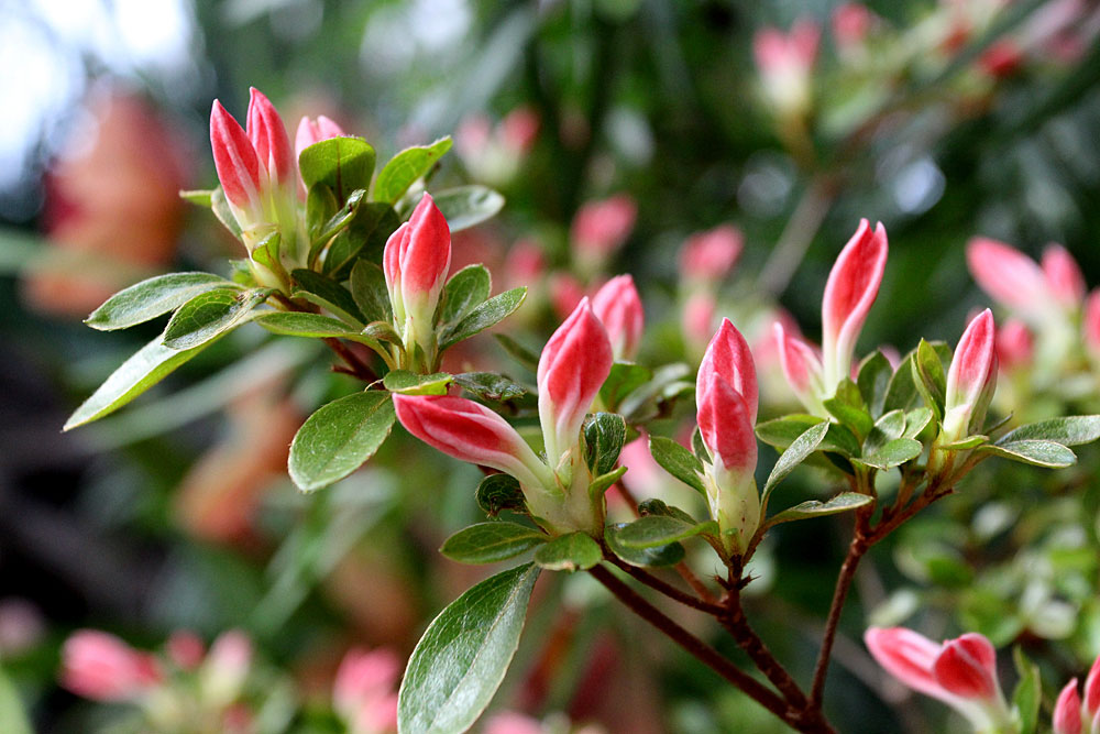Азалии (Rhododendron) на выставке "Цветущая Азия". С 12 февраля 2015 г.