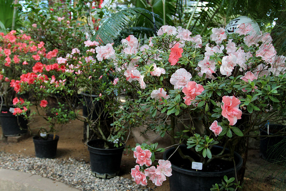 Азалии (Rhododendron) на выставке "Цветущая Азия". С 12 февраля 2015 г.
