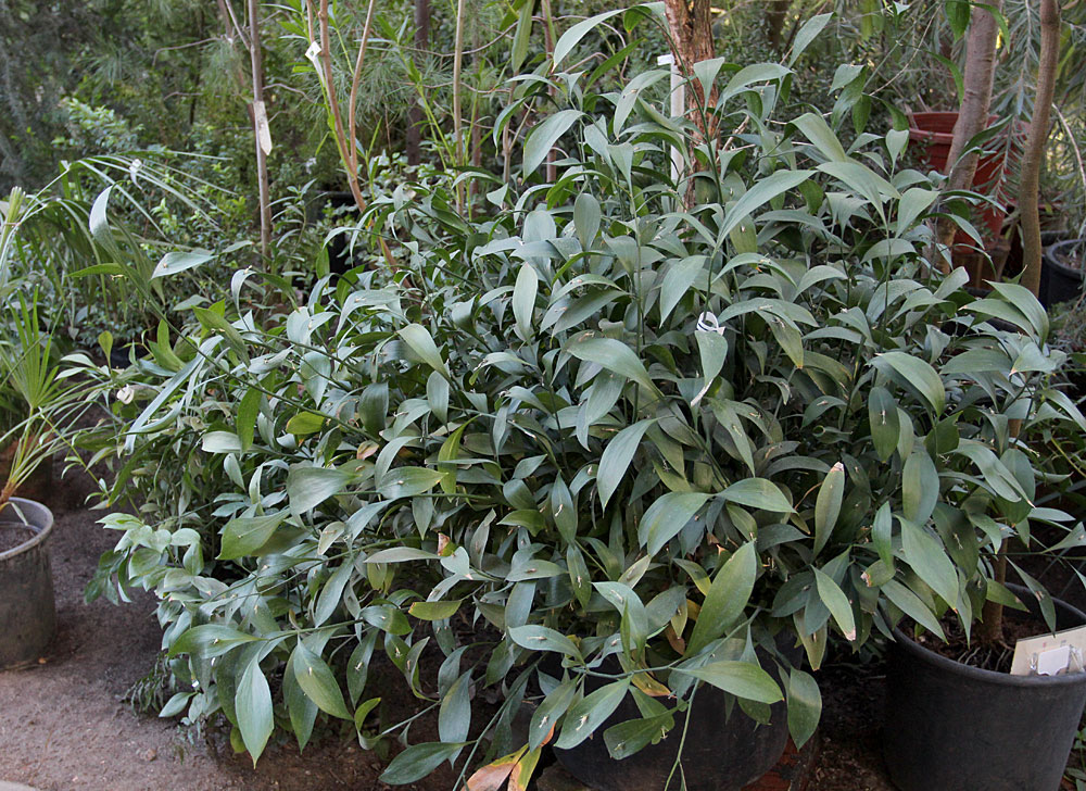 Иглица подъязычная (Ruscus hypoglossum) с виду представляет обычное растение