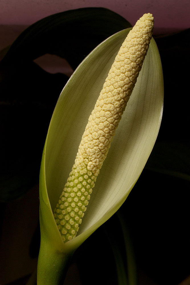 Inflorescence of Anubias afzelii. First day