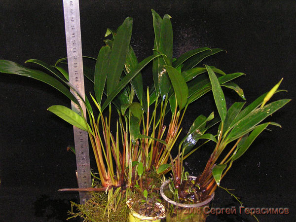 Anubias barteri var angustifolia