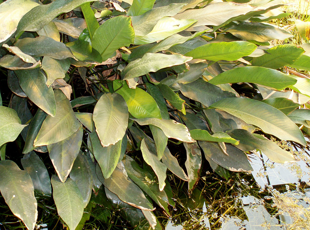 Анубиас Афцелиуса (Anubias afzelii) в ботаническом саду