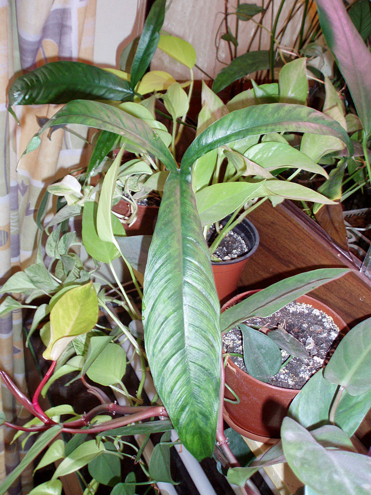 Лист Anubias pynaertii из коллекции ГБС РАН. Фотма листа соответствует голотипу A. hastifolia Engler (образец Braun 6, Камерун), однако по строению соцветия его следует относить к A. pynaertii.