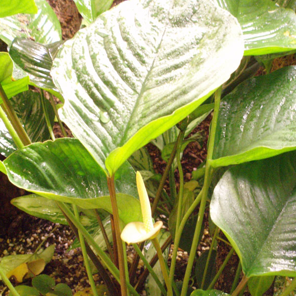 Anubias sp. Gabon should be referred to Anubias barteri var. barteri