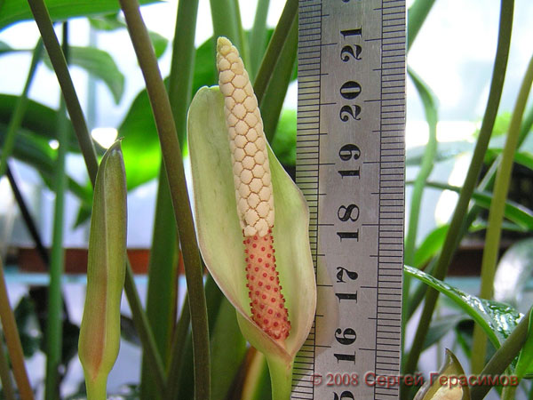 Inflorescence of Anubias gracilis. Note reddish pistils