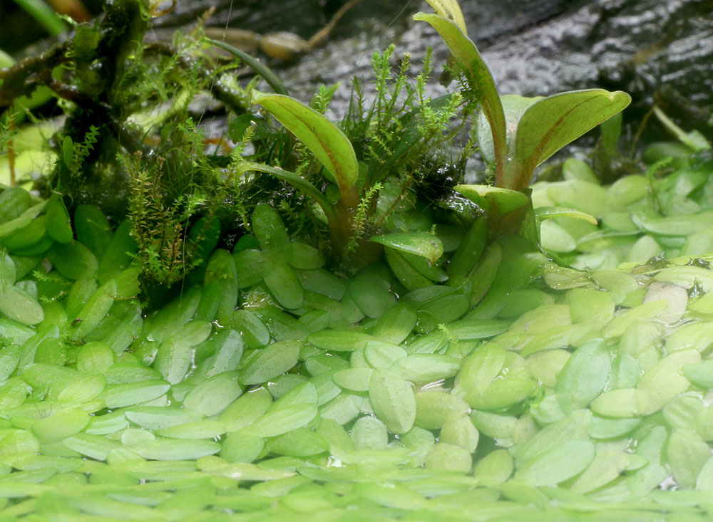 Ряска тропическая (Lemna aequinoctialis) оказалась случайным пассажиром рейса Кучинг-Москва, ее семена или листецы попали в мой палюдариум вместе со мхами, привезенными с Борнео. На мой взгляд, ряска удачно дополняет буцефаландры в декоративном водоеме