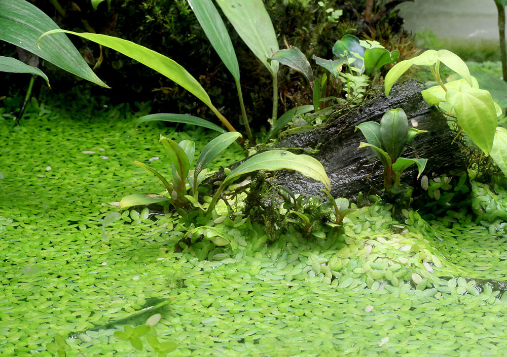 Ряска тропическая (Lemna aequinoctialis) в палюдариуме