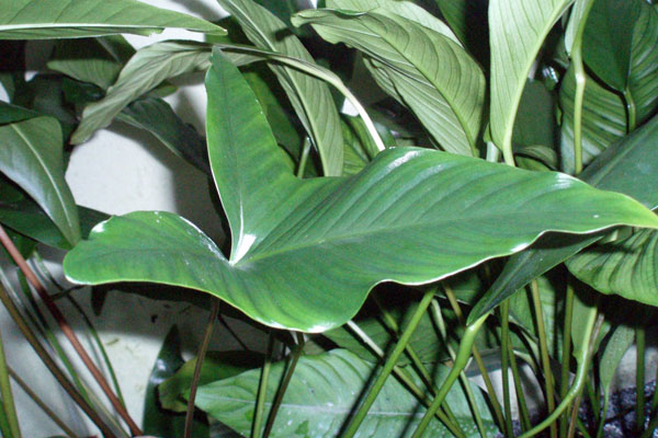 The leave of "American" Anubias pynaertii. In fact this plant shoud be referred to Anubias gigantea.