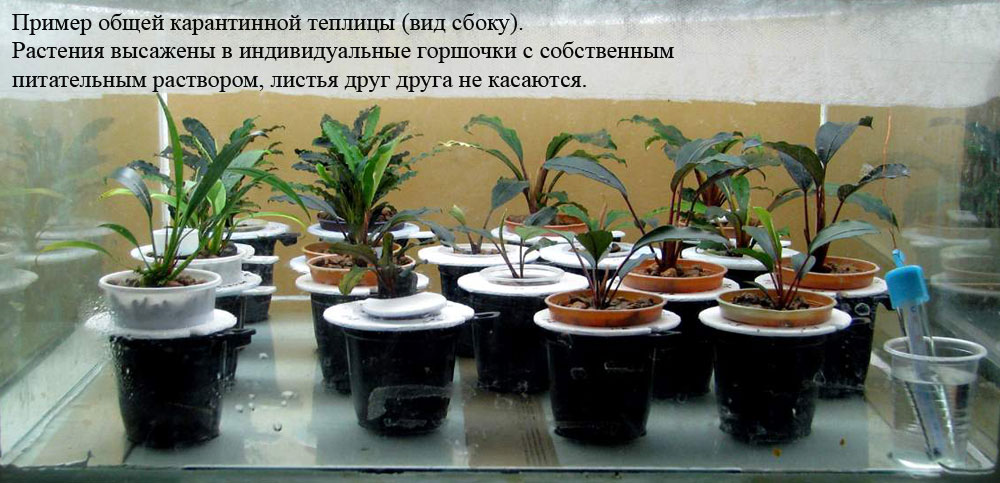 В общей карантинной теплице для предотвращения распространения инфекции растения должны иметь индивидуальный питательный раствор в горшке и не иметь контактов листьями с другими экземплярами.