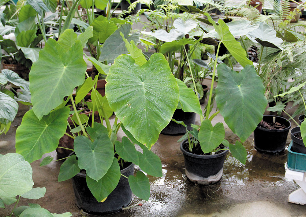 Колоказия съедобная (Colocasia esculenta). Во многих странах Юго-Восточной Азии корневища этого растения употребляют в пищу