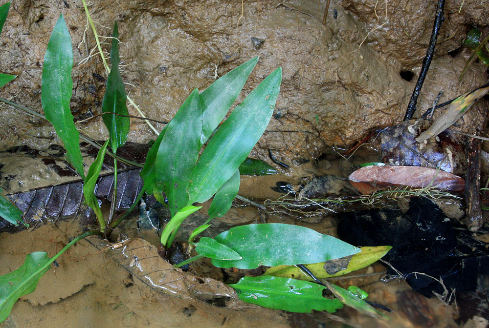 По берегам реки Burui встречались отдельные экземпляры Cryptocoryne ciliata var. ciliata