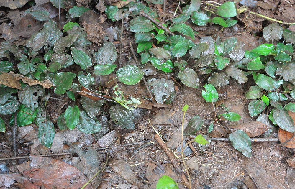 Пересохшая лужа с Cryptocoryne pallidinervia