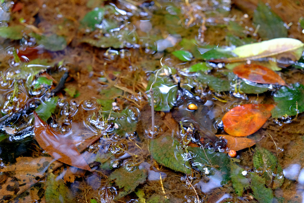 Криптокорина мелкополосатая (Cryptocoryne striolata) в лесных ручьях и лужах Bau. Все растения росли под водой.