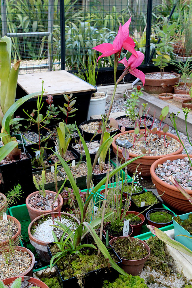 Диза одноцветковая (Disa uniflora) - орхидея из Южной Африки. произрастает по каменистым берегам горных рек и водопадов
