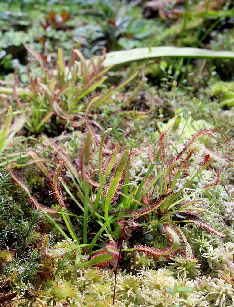 Росянка капская (Drosera capensis). Южная Африка