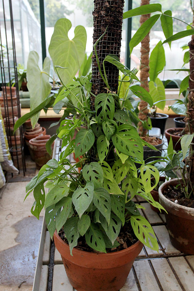 Monstera obliqua
