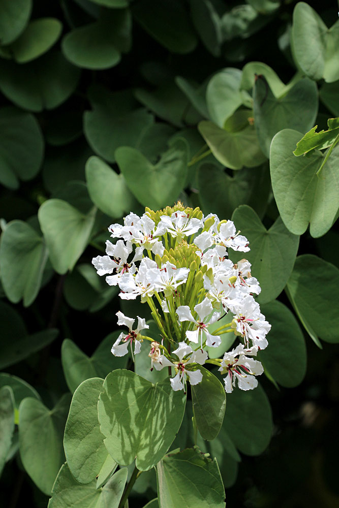 Цветение Баухинии сизой (Bauhinia glauca). Растения рода Bauhinia легко отличить по двудольной листовой пластине, напоминающей крылья бабочки.