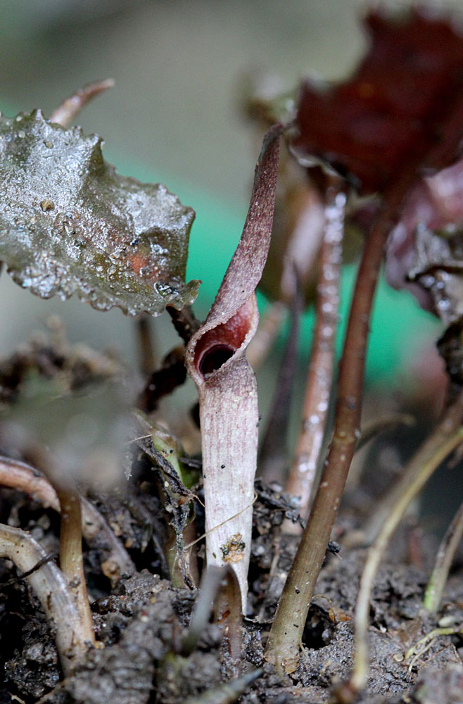 Соцветие криптокорины Вендта (Cryptocoryne wendtii). Растение было найдено в пересохшем ручье рядом с населенным пунктом Dambulla