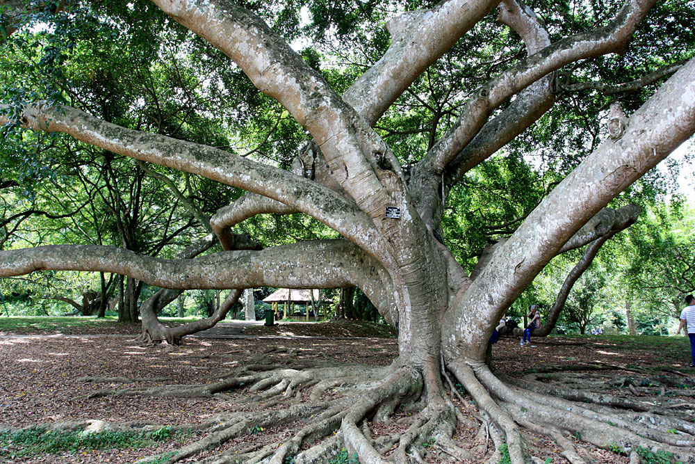 В своем воображении я по разному мог представлять фикус Бенджамина (Ficus benjamina), в горшке на подоконнике или в кадке на полу, но только не так, каким он предстал перед нами в Королевских ботанических садах в Перадении.