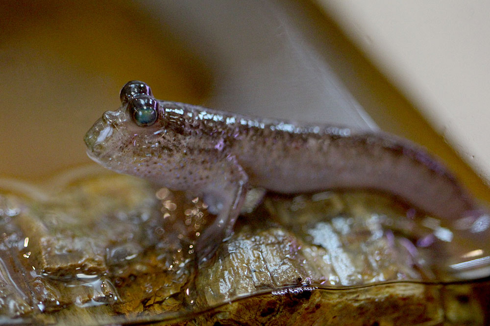Илистые прыгуны (Periophthalmus sp.) постоянно снуют по акватеррариуму, изображая активную деятельность.