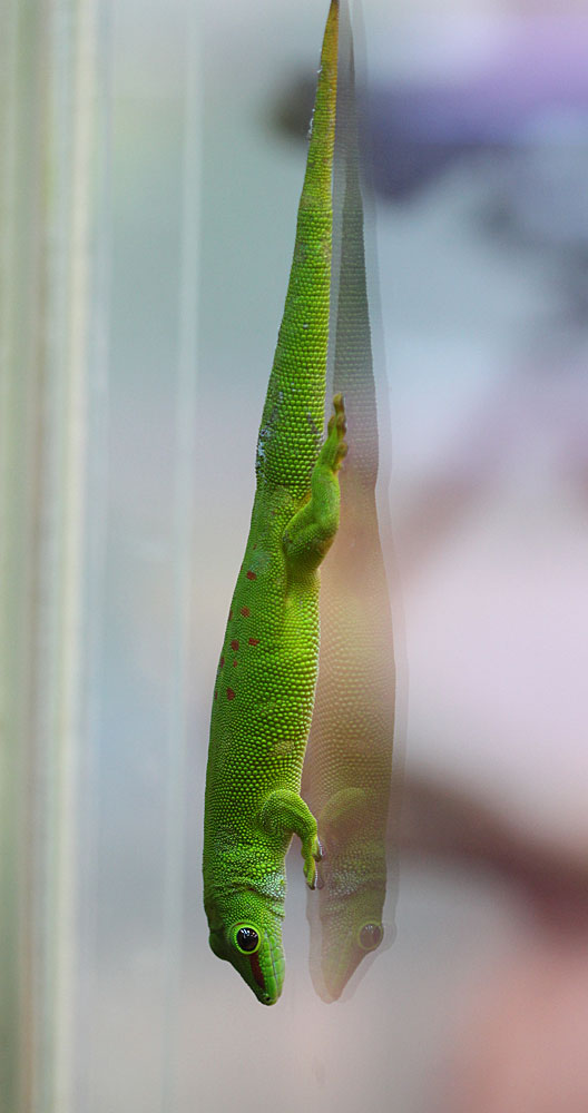 Фельзума мадагаскарская (Phelsuma madagascariensis).