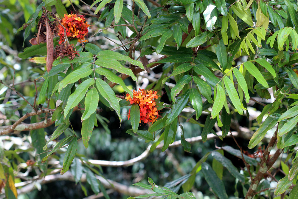 Сарака Ашока (Saraca asoca). Согласно поверьям, именно под этим незатейливым деревом родился сам Будда.
