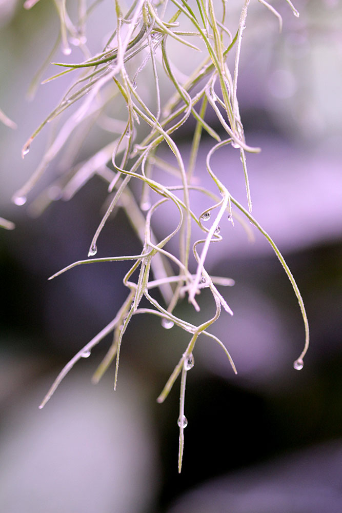 Тилландсию уснеевидную (Tillandsia usneoides) во избежание заизвестковывания также желательно поливать осмотической водой.