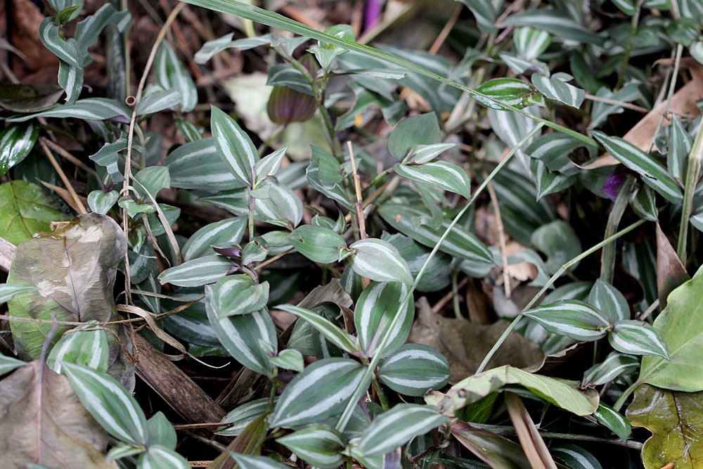 Несмотря на то, что Традесканция полосатая (Tradescantia zebrina) происходит из Неотропиков, этот сорняк прекрасно адаптировался во многих азиатских тропических регионах.