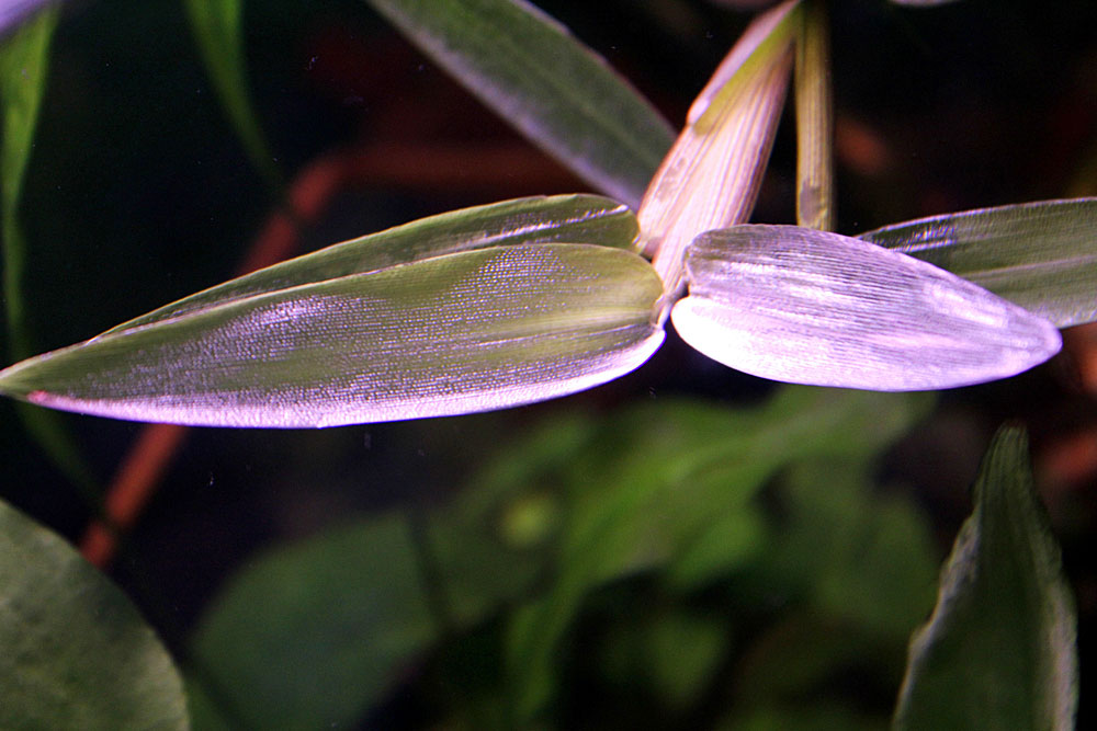 Лист гигроризы остистой (Hygroriza aristata), погруженный под воду, покрывается серебристой воздушной пленкой.