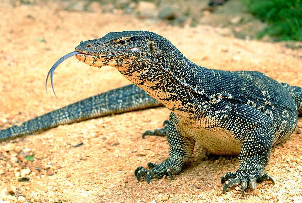 Полосатые вараны (Varanus salvator), хотя и проводят большую часть времени в воде, с удовольствием выходят на сушу попозировать перед туристами.
