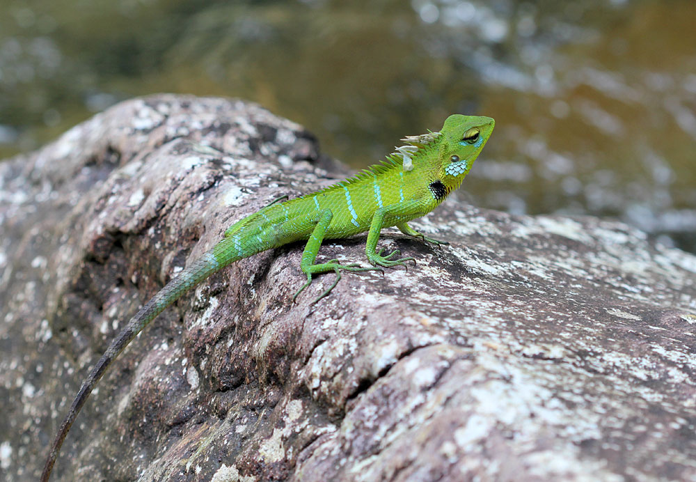 Самка обыкновенного калота (Calotes calotes). Sinharaja Forest Reserve, Sri Lanka.