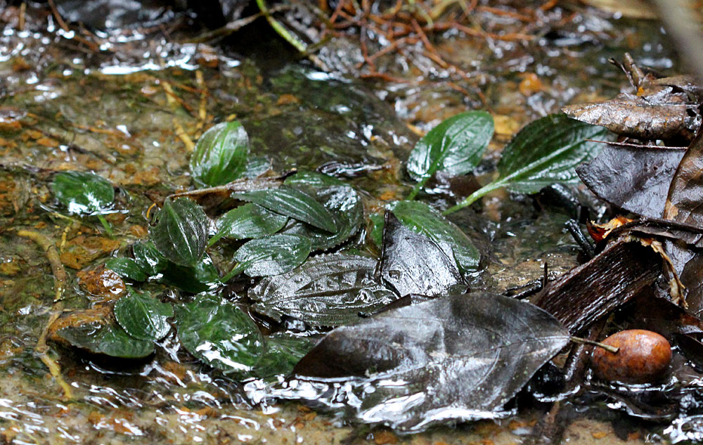 Криптокорина Твейтса (Cryptocoryne thwaitesii) в небольшом ручье, Шри-Ланка.