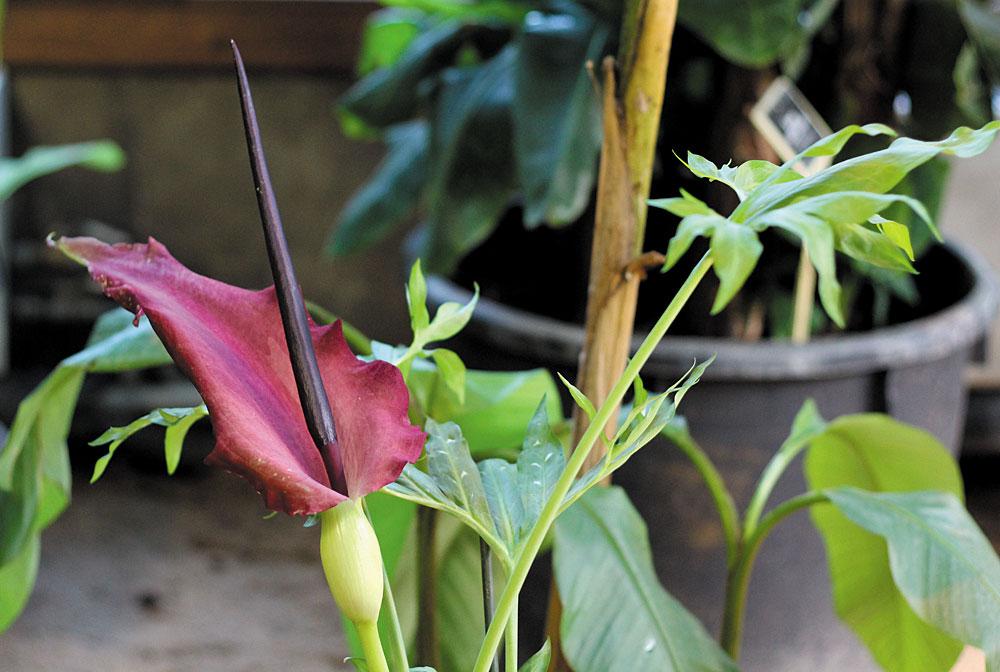 Дракункулюс обыкновенный (Dracunculus vulgaris).