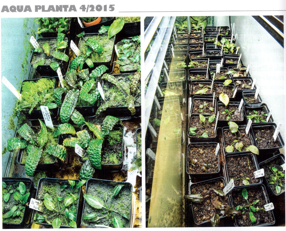 Слева: теплица с водой рН = 7.5, электропроводность 600 mS/cm, Cryptocoryne nuri, Cryptocoryne bullosa, Cryptocoryne hudoroi. Интерсно, что даже криптокорина пузырчатая с Борнео вполне себя неплохо чувствует в жесткой воде. Справа: теплица с кислой водой, рН = 4.5, электропроводность 140 mS/cm.