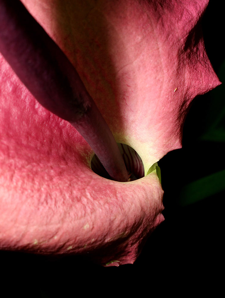 Выход из нижней камеры соцветия дракункулюса обыкновенного (Dracunculus vulgaris) не закрывается, однако из-за гладкой поверхности насекомые-опылители не могут покинуть камеру до окончания цветения.