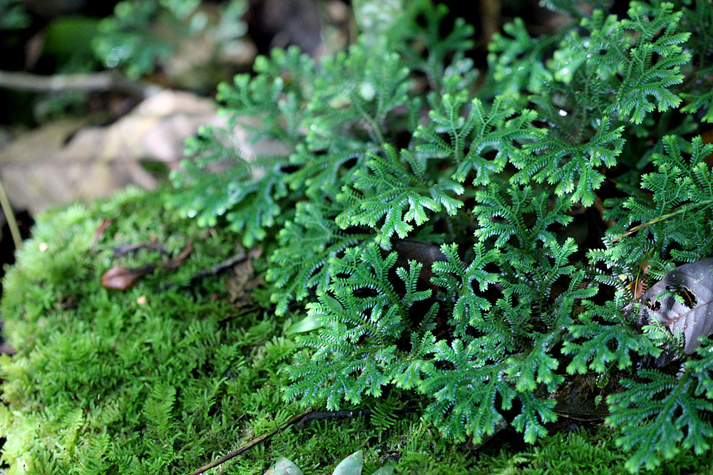 Селагинеллы (Selaginella sp.) напоминают ветки одного из главных атрибутов Нового Года - елового дерева. Sinharaja Forest Reserve, Sri Lanka.
