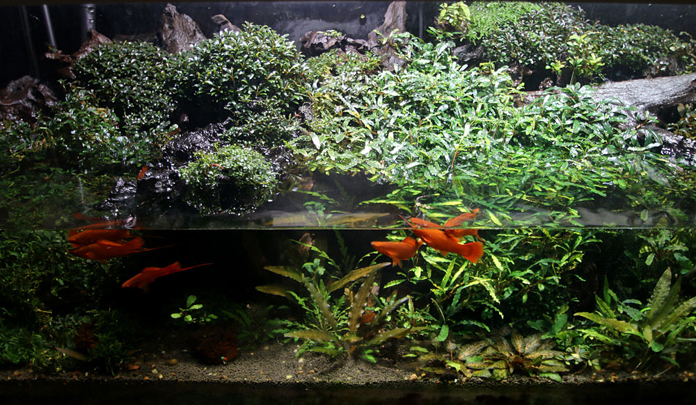 Аквариум с буцефаландрами (Bucephalandra) во время подмены части воды.