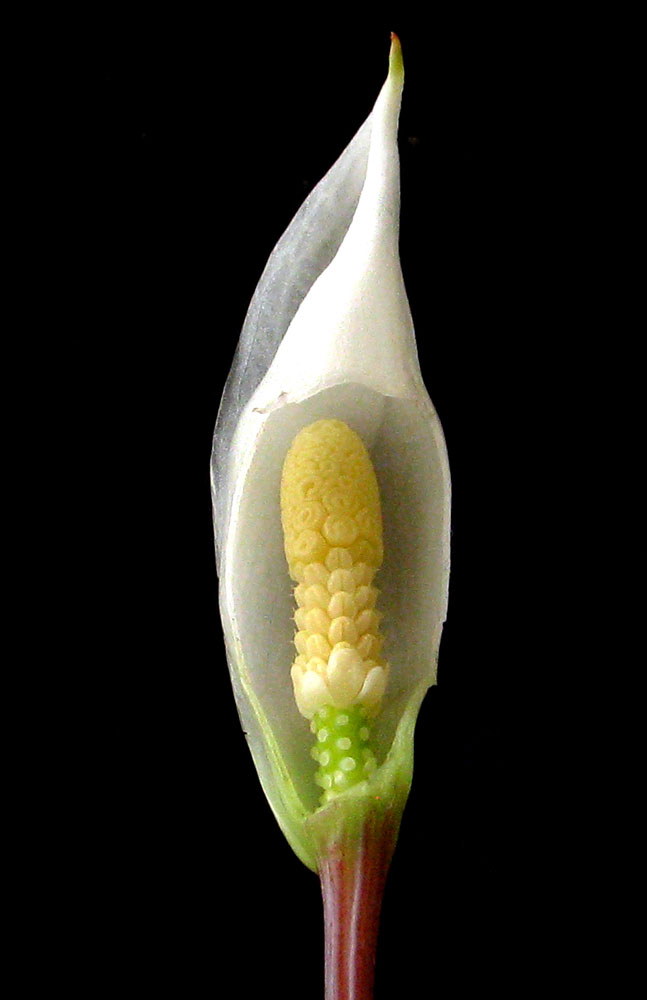 Inflorescence of Bucephalandra bogneri (commercial name is B. sp. Serian) at the beginning of the pistillate anthesis (first day of blooming), part of spathe artificially removed. The interstice staminodes erect to support free access of native pollinators. Photo: S. Bodyagin.