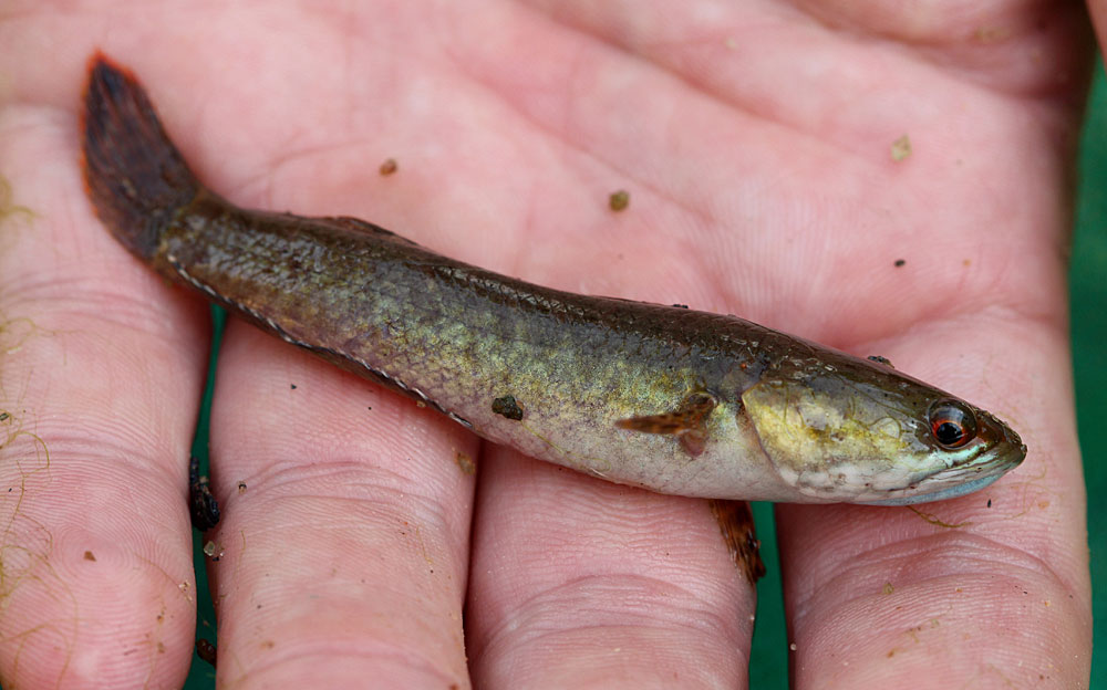 Цейлонский змееголов (Channa orientalis) прячется в водорослях, которых в канале более чем предостаточно. Медленное течение также ему на руку.
