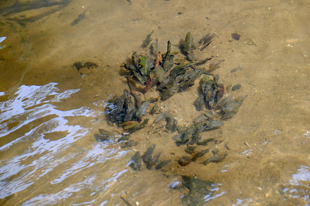 Подводная (субмерсная) культура криптокорины Вендта (Cryptocoryne wendtii). Шри-Ланка