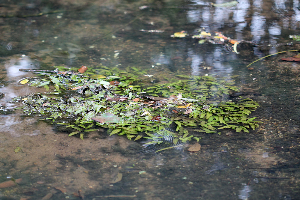 Небольшая полянка криптокорины Вендта (Cryptocoryne wendtii) успешно существует в воде с рН = 9.0.
